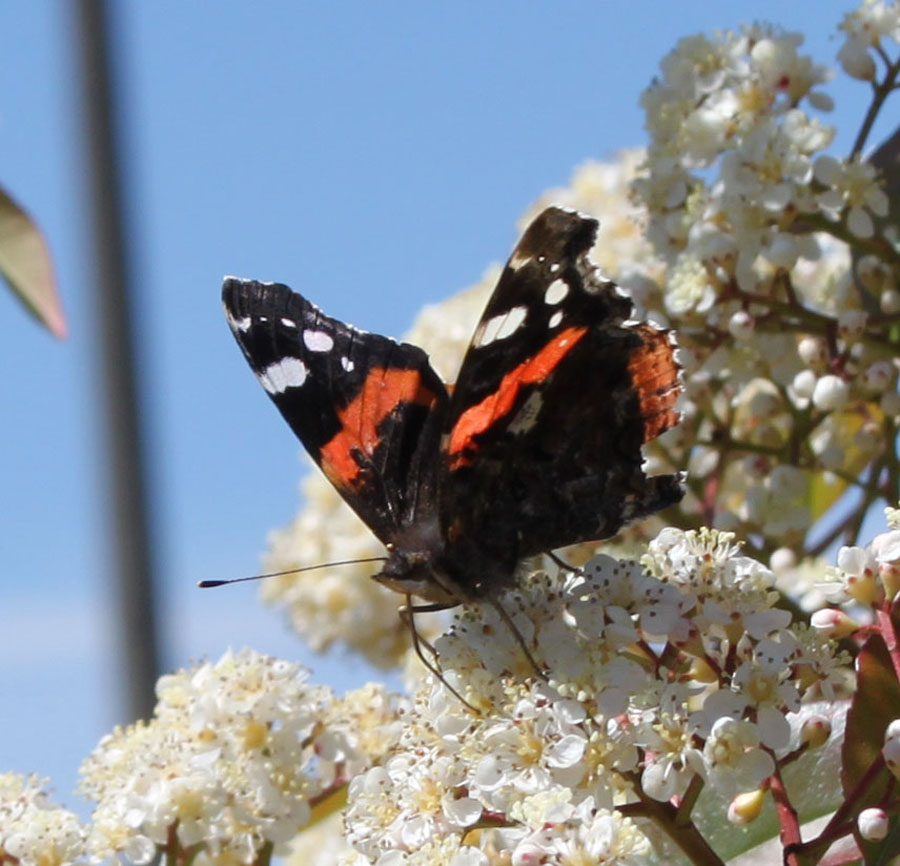 finalmente le vanesse